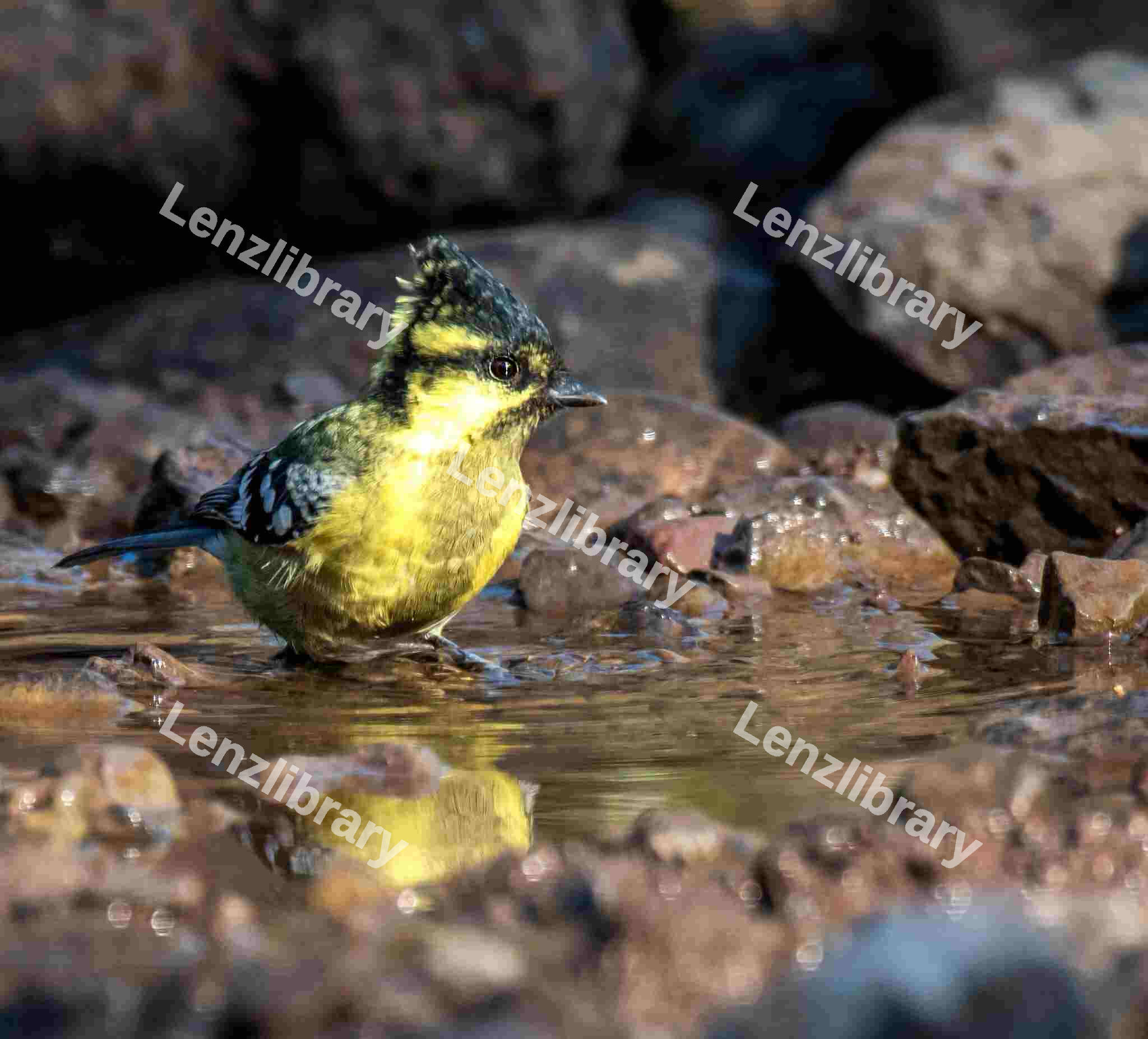 Himalayan black-lored tit